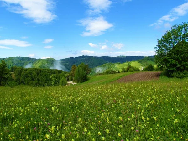 Meadow Covered Yellow Flowers Forest Covered Hills Hills Polhov Gradec — Stockfoto