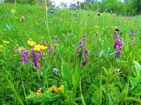 Otların arasında çiçek açan yaygın süt otları (Polygala vulgaris)