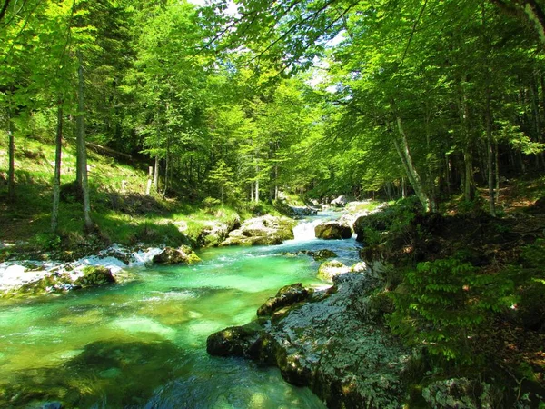 Ποταμός Mostnica Κοντά Στο Bohinj Της Σλοβενίας Πλατύφυλλα Δεντράκια Στις — Φωτογραφία Αρχείου