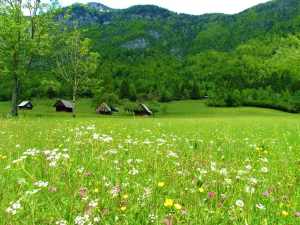 Grasveld Met Witte Gele Roze Bloemen Bossen Bedekte Heuvels Houten — Stockfoto