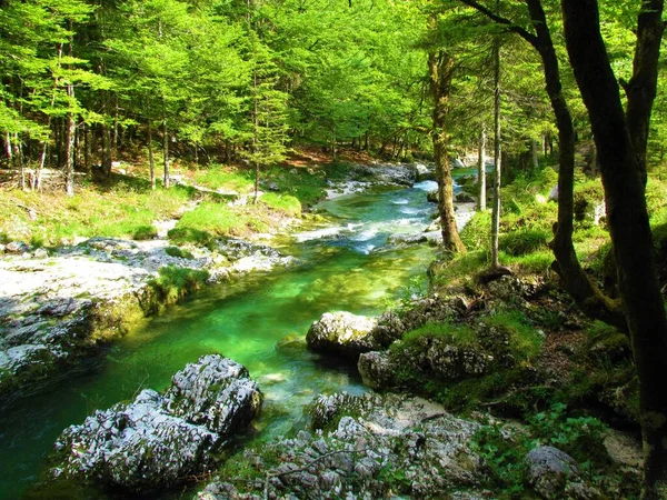 Grön Färgad Flod Mostnica Gorenjska Slovenien Vid Mostnica Ravinen Sommaren — Stockfoto