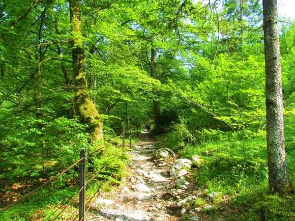 Slovenya 'nın ılıman, yaprak döken, yeşil yapraklı ormanlarında ağaçlarla çevrili bir çitin yanında yürüyüş yapmak.
