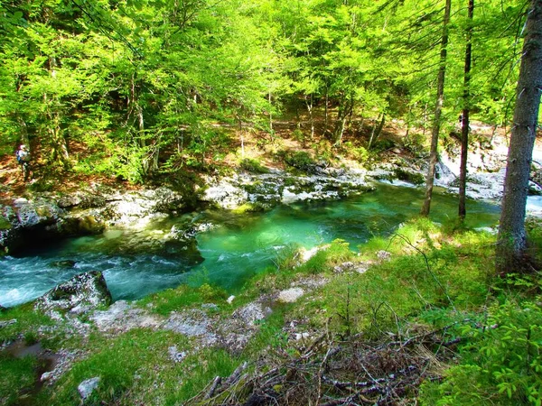 Green Colored River Mostnica Gorenjska Slovenia Mostnica Gorge Summer — Stock Photo, Image