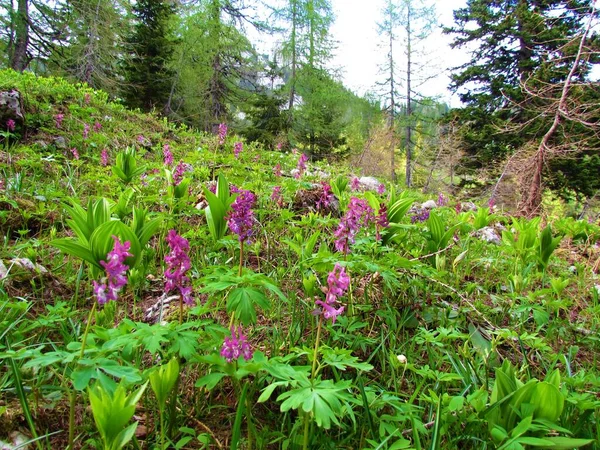 Barevná Divoká Zahrada Růžovou Dutou Kořenovou Corydalis Cava Květinami — Stock fotografie