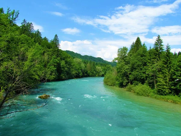Река Сава Лесом Берегу Летом Гореньска Словеня — стоковое фото