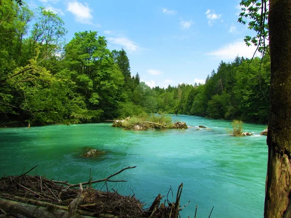 Sava River Forest Banks Summer Gorenjska Slovenia — Stockfoto