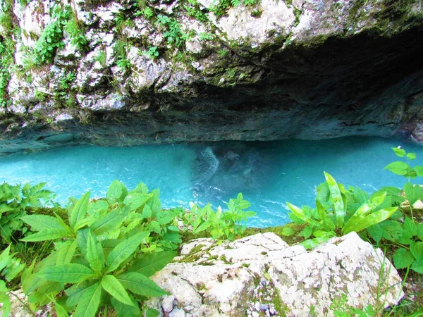 Река Толминка Ущелье Толмин Прибрежном Регионе Словении Летом — стоковое фото
