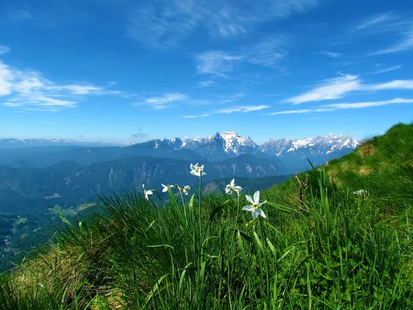White Poet Daffodil Narcissus Poeticus Flowers Triglav Mountain Julian Alps — Stockfoto