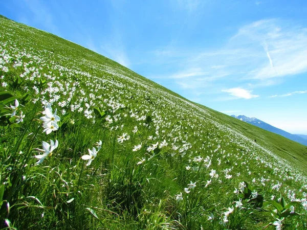 斯洛文尼亚戈利察下卡拉万科山脉的斜坡上覆盖着白诗人的水仙花 — 图库照片