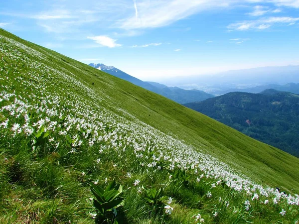 斯洛文尼亚戈利察下卡拉万科山脉的斜坡上覆盖着白诗人的水仙花 — 图库照片