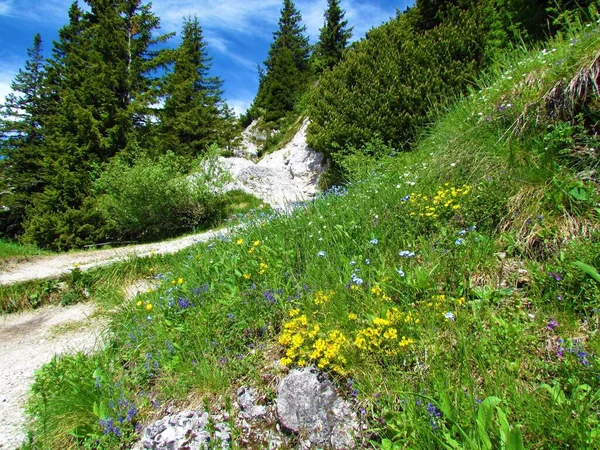 五彩缤纷的高山野花园 黄蓝相间的花朵 针叶树和松木 — 图库照片