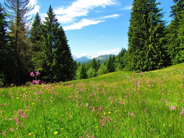 Meadow Рожевими Квітучими Раковинами Silene Flos Cuculi Квітами Високими Ялинками — стокове фото