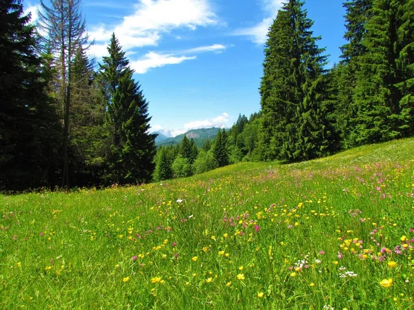 Slovenya Nın Gorenjska Kentinde Pembe Çiçekli Silene Flos Cuculi Çayır — Stok fotoğraf
