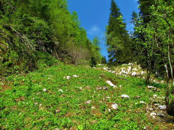 山坡上覆盖着鲜绿的春天植物和落叶松 — 图库照片