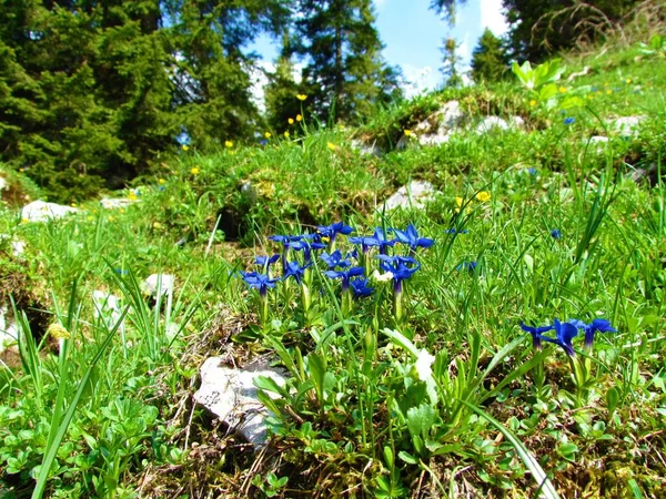 Blütengruppe Der Blauen Frühlingsente Gentiana Verna — Stockfoto