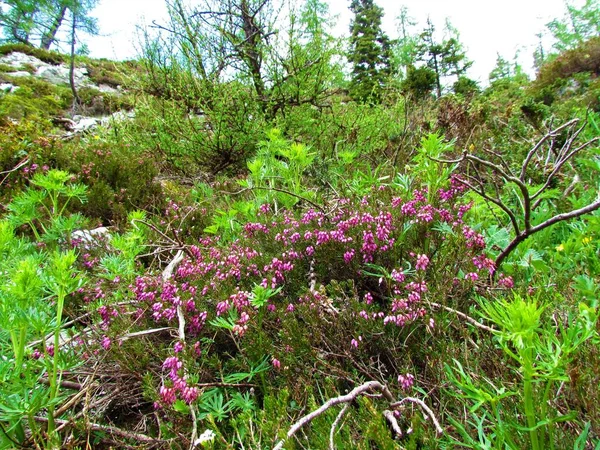 Pink Winter Heath Erica Carnea Flowers Other Bright Green Spring — Stock Photo, Image