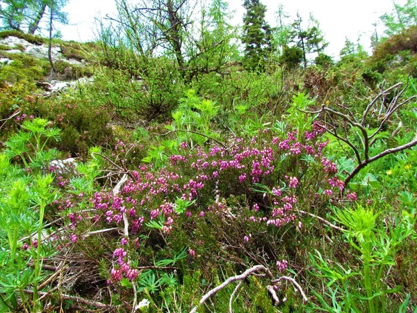 Růžové Zimní Vřesoviště Erica Carnea Květiny Jiné Jasně Zelené Jarní — Stock fotografie