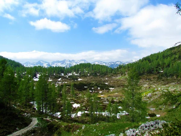 Gyönyörű Alpesi Táj Vörösfenyőkkel Rét Julian Alpokban Triglav Nemzeti Parkban — Stock Fotó