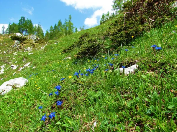 Pradera Alpina Con Genciana Azul Primaveral Gentiana Verna Flores Mariposa — Foto de Stock