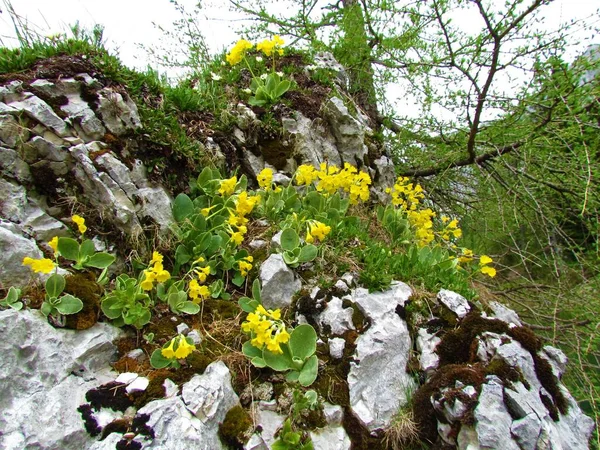 Βράχος Καλυμμένος Άνθη Κίτρινης Ανθισμένης Αουρικούλας Primula Auricula — Φωτογραφία Αρχείου