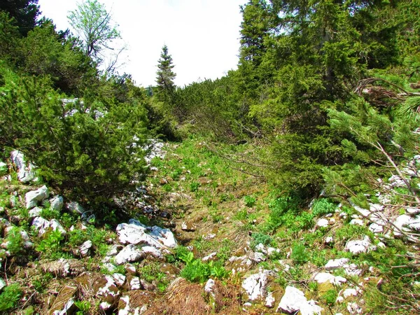 Parlak Yeşil Bahar Bitkileriyle Dolu Mugo Çam Alp Bitkilerindeki Küçük — Stok fotoğraf