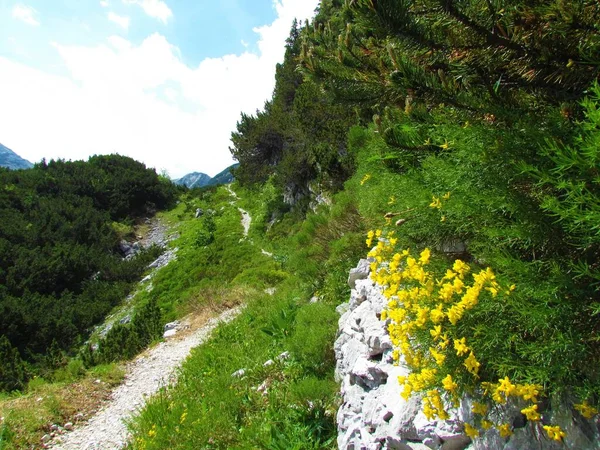 Turistická Stezka Vedoucí Přes Alpskou Krajinu Jasně Žlutými Květy Genista — Stock fotografie