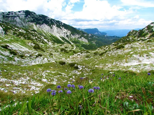 Krásné Alpské Údolí Juliánských Alpách Triglavském Národním Parku Slovinsko Fialové — Stock fotografie