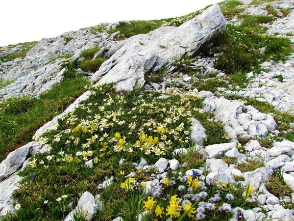 Alpine Wild Garden White Mountain Avens Dryas Octopetala Yellow Common — Stock Photo, Image