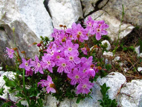 Close Pink Rhodothamnus Chamaecistus Flowers — Stock Photo, Image