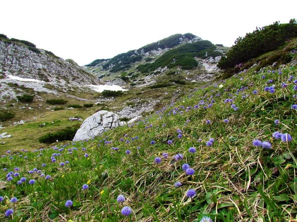 Paisagem Alpina Julian Alps Parque Nacional Triglav Eslovénia Com Flores — Fotografia de Stock
