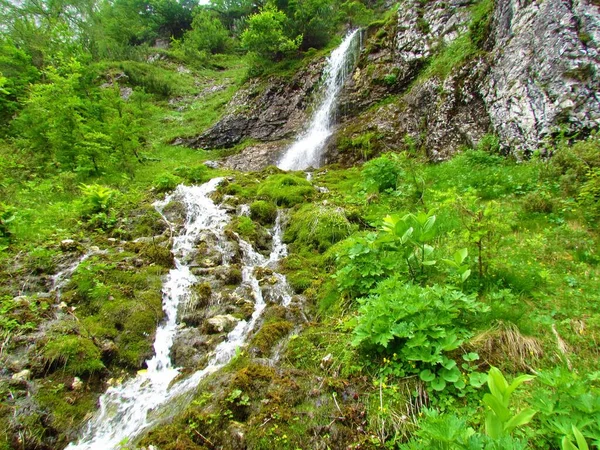 Kleiner Wasserfall Fließt Durch Saftige Bergwiesen Krnica Julischen Alpen Und — Stockfoto