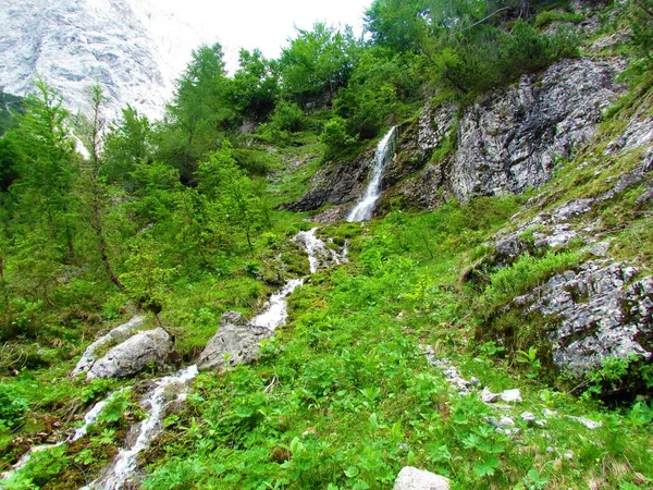 Malý Vodopád Protékající Bujnou Horskou Loukou Krnici Juliánských Alpách Triglavském — Stock fotografie