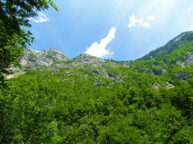 Julian Alplerinde Komarca ve Slovenya 'daki Triglav ulusal parkında orman çığlıklarıyla kaplı dik yamaçlar