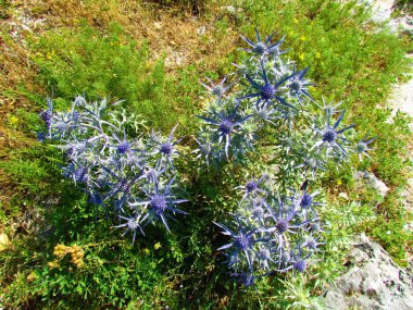Mavi ametist eryngo (Eryngium amethystinum) çiçeği