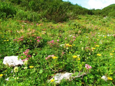 Julian Alpleri 'nde ve Slovenya' daki Triglav Ulusal Parkı 'nda pembe tüylü alpenrose (Rhododendron hirsutum) ve sarı çiçekli renkli alp yaban bahçesi