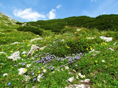 Julian Alpleri, Slovenya 'da sarı böbrek vetch (Anthyllis zaferia) ve mavi top çiçeği (Globularia punctata) ile renkli yabani alp bahçesi