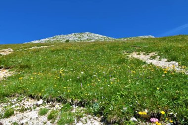 Julian Alpleri ve Triglav Ulusal Parkı 'nda Tosc' un altındaki renkli dağlık çayır, Slovenya beyaz ve sarı çiçeklerle dolu