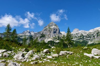 Slovenya 'nın Julian Alpleri ve Triglav ulusal parkındaki Miseljski Konec dağının panoramik manzarası. Büyük kayalar ve tarla ağaçlarıyla kaplı bir çayır.