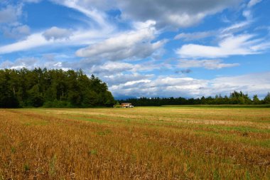 Güneş ışığıyla aydınlatılan buğday tarlası ve Slovenya 'daki Sorsko polyesinde bir ormanın yanındaki tarlanın uzak tarafında bir arı kovanı kamyonu.