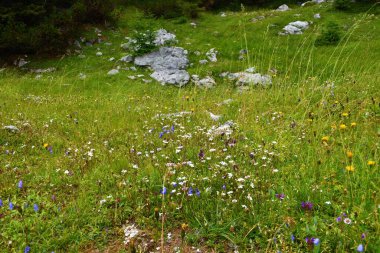 Julian Alpleri 'nde ve Slovenya' daki Triglav Ulusal Parkı 'nda beyaz Silene alpleri ve mavi çıngıraklı çan çiçekleri (Campanula kochleariifolia) bulunan çayır.