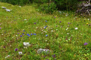 Julian Alpleri 'nde ve Slovenya' daki Triglav Ulusal Parkı 'nda beyaz Silene alpleri ve mavi çıngıraklı çan çiçekleri (Campanula kochleariifolia) bulunan çayır.