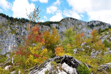 Julian Alpleri 'nde ve Slovenya' daki Triglav ulusal parkında uzun bir kaya duvarı ve kırmızı renkli bir kavak ağacı olan renkli sonbahar ağaçları