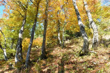 Sarı ve turuncu sonbahar renklerinde parlak renkli kayın (Fagus sylvatica) ormanı