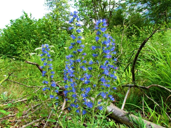 Flores Brillo Víbora Azul Echium Vulgare — Foto de Stock