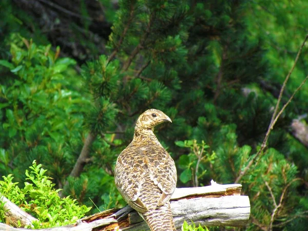 Rock Ptarmigan Lagopus Muta Medium Sized Bird Grouse Family — Stock Photo, Image