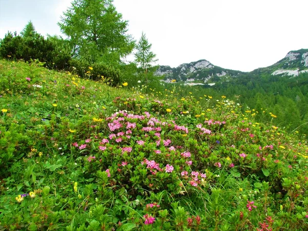 Růžové Chlupaté Květy Alpenózy Rhododendron Hirsutum Jiné Žluté Květy Barevné — Stock fotografie