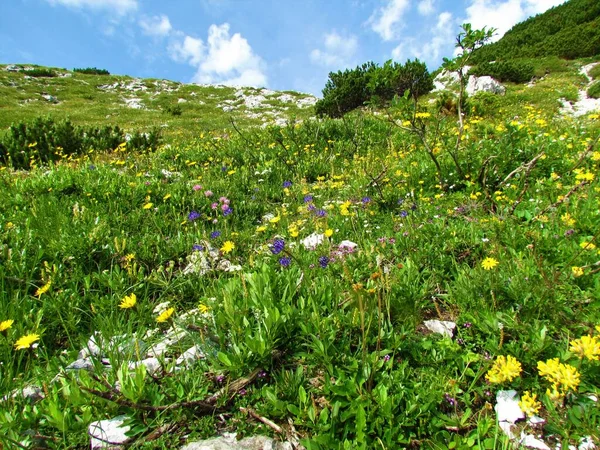 位于斯洛文尼亚Julian Alps和Triglav国家公园的高山野生花园中的蓝色植物 球状叶花和其他黄色花朵 — 图库照片