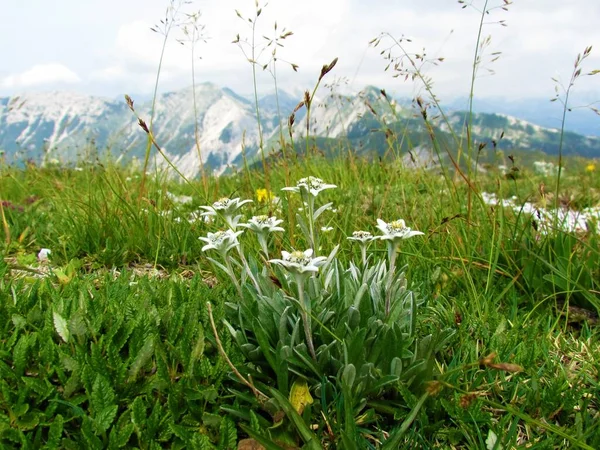 位于斯洛文尼亚朱利安阿尔卑斯山和特里格拉夫国家公园的白色水仙花 Leontopodium Nivale 和山峰的近景 背景不清晰 — 图库照片