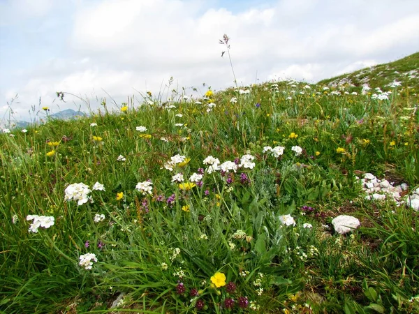 位于斯洛文尼亚朱利安阿尔卑斯山的五彩缤纷的高山野园 园中有白色银白色的纱线和其它粉色与黄色的花朵 — 图库照片