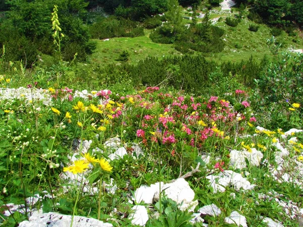 Colorful Alpine Garden Pink Yellow Flowers Incl Hairy Alpenrose Rhododendron — Stock Photo, Image